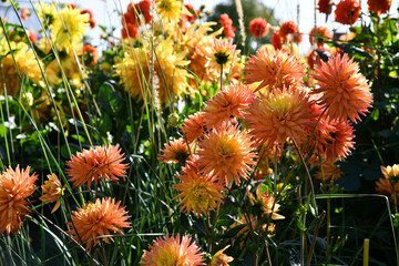 blühende Dahlie