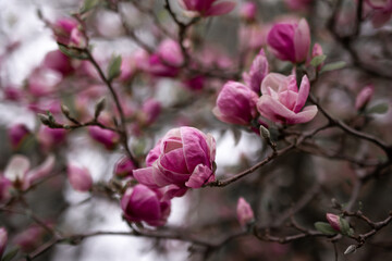 Pink magnolia blossom