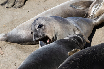 Elephant seals (Mirounga angustirostris) on the beach, just north of Cambria, California. One with head up, mouth open. 
