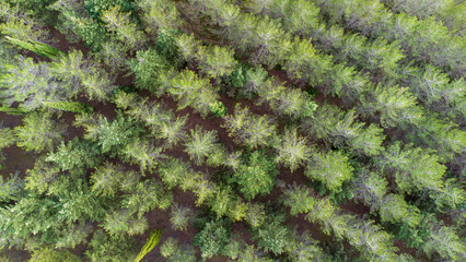 green pine forest of the Yesa reservoir in Aragon