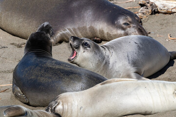 Elephant seals (Mirounga angustirostris) on the beach, just north of Cambria, California. One with head up, mouth open. 
