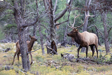 Rocky Mountain Elk (Cervus elaphus nelsoni) with  young calf, Grand Canyon National park. Male with large antlers walking through the pine forest. 
