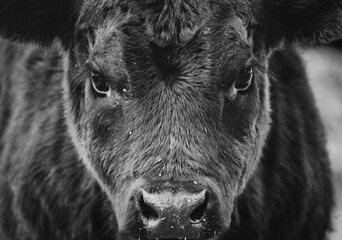 portrait of a black angus calf © Anni