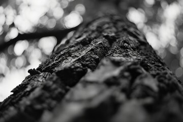 A black and white photo of a tree trunk. Suitable for nature and abstract concepts - obrazy, fototapety, plakaty