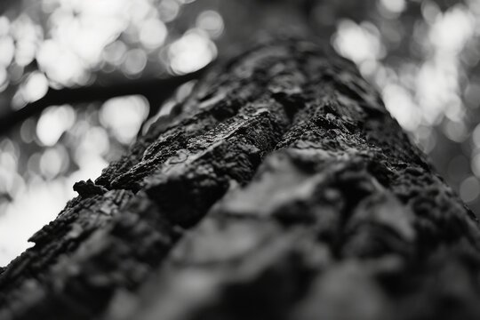 Fototapeta A black and white photo of a tree trunk. Suitable for nature and abstract concepts