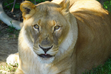 African lioness looking onto the camera