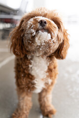 dog in the cold wild