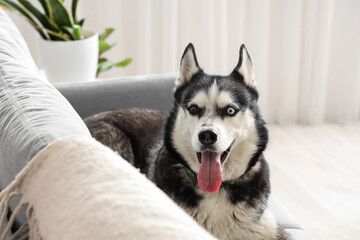 Cute Husky dog lying on sofa in living room