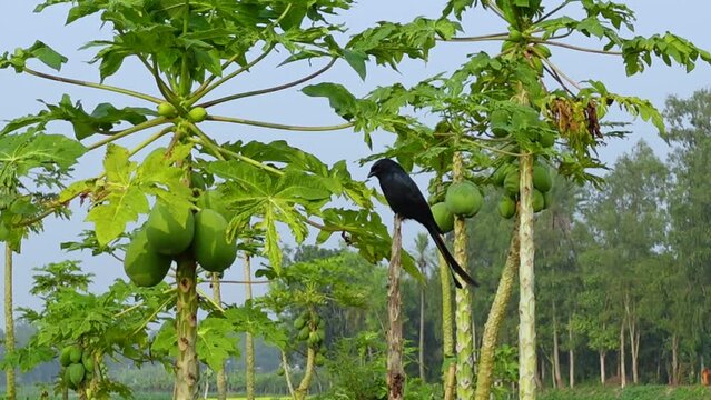 Asian Black drongo (Dicrurus macrocercus) bird sitting on tree branch in papaya garden.