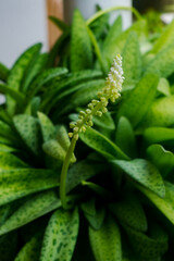 Ornamental plants that are blooming in pots