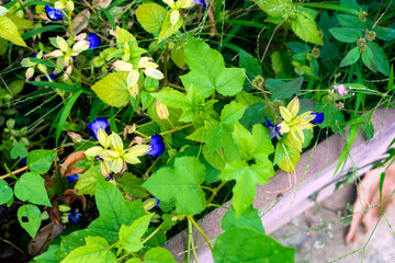 Colorful flowers in the park Many beautiful summer flowers Blooming brightly in the garden The front garden is blooming with many colors. Summer outdoor gardening