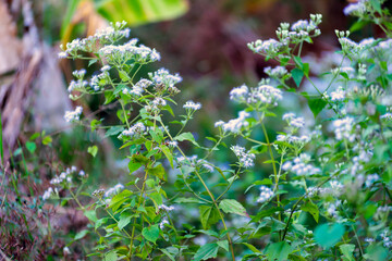 Wildflowers bloom with white flowers.