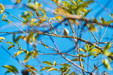 bird perched on tree Shot during daytime, Isaan, Thailand.