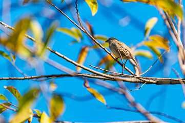 bird perched on tree Shot during daytime, Isaan, Thailand.