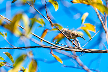 bird perched on tree Shot during daytime, Isaan, Thailand.