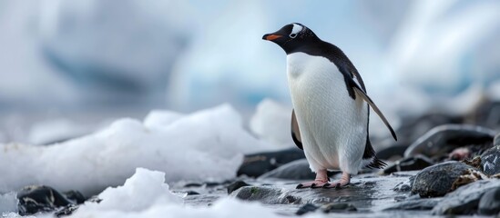 Antarctic adventure (Adelie Penguin)