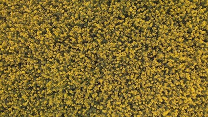 Aerial drone capture image of brilliant bright yellow rapeseed field.