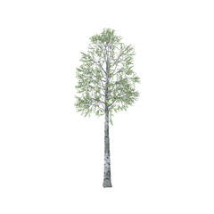 Fototapeta premium Green birch tree: nature, ecology and conservation - symbol of strength, endurance, power and life. Isolated on transparent background.