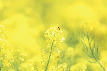 	菜の花と蜜蜂