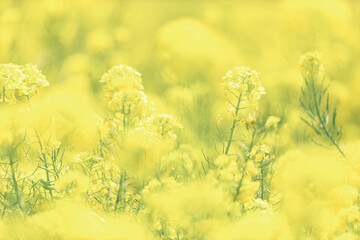 春のイメージ｜菜の花