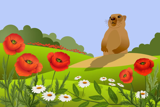 Bobak marmot and wild spring Ukrainian steppe. 