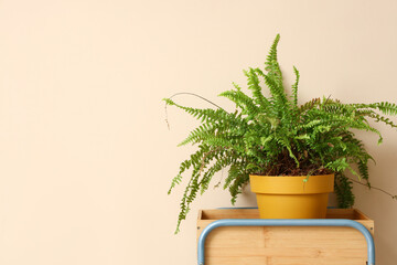Tropical plant on shelf near beige wall