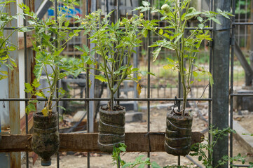 Growing Plants of tomatoes at home