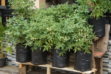 Young tomato plant in black plastic pots. concept of growing vegetables in a garden and food for health