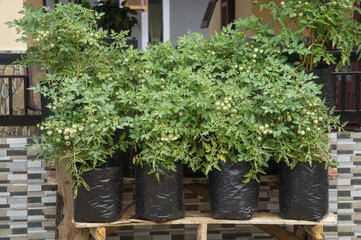 Fototapeta premium Young tomato plant in black plastic pots. concept of growing vegetables in a garden and food for health