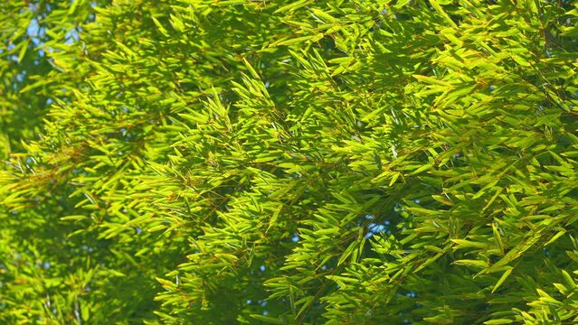 Bamboo Treetop Against Blue Sky. Bamboo Leaves And The Blue Sky. Blue Sky And Bamboo Forest. Still.