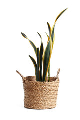 Snake plant in basket on white background