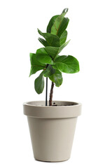 Pot with Ficus on white background