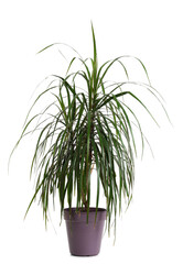 Pot with palm tree on white background