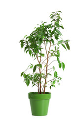 Naklejka premium Pot with Ficus Benjamina on white background