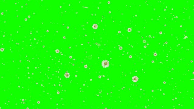 An animated video of falling rose petals with a green screen background, suitable for a love theme
