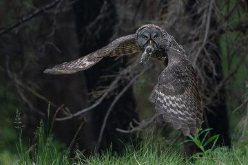 The hunter.