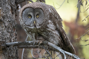 Great grey owl