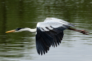 Garça Real Europeia em voo rasante na lagoa de Guaratiba - Maricá - RJ 
