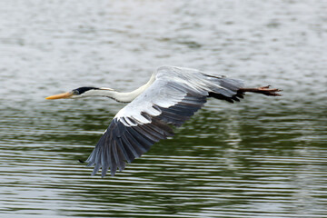 Garça Real Europeia em voo rasante na lagoa de Guaratiba - Maricá - RJ 