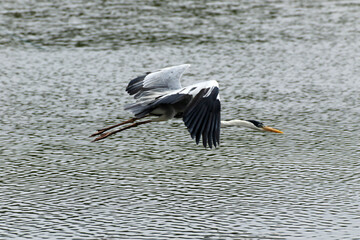 Garça Real Europeia em voo rasante na lagoa de Guaratiba - Maricá - RJ 