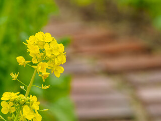 春を知らせる菜の花