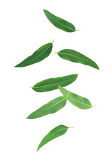 Eucalyptus leaves levitation isolated on white background.
