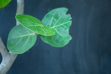 Flowers and leaves that come from nature