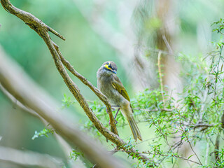 Honeyeater Head Down