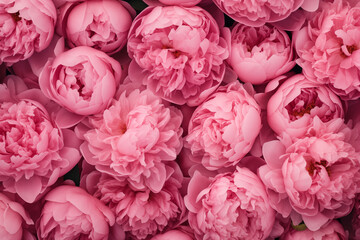 Fresh flower wall of beautiful pink peonies, beautiful background