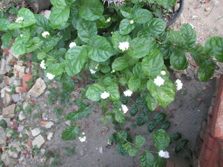 white roses that bloom in the morning