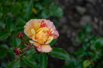 Close Up of Ivan Crowther Rose