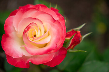 Tropical Delight Rose Bloom