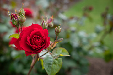 Wild Cherry Rose in Garden