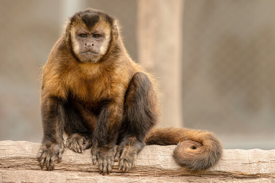 Mono Machin Blanco molesto